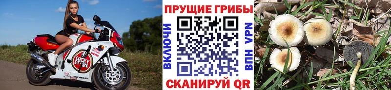 продажа наркотиков Шилка Псилоцибиновые грибы прущие грибы